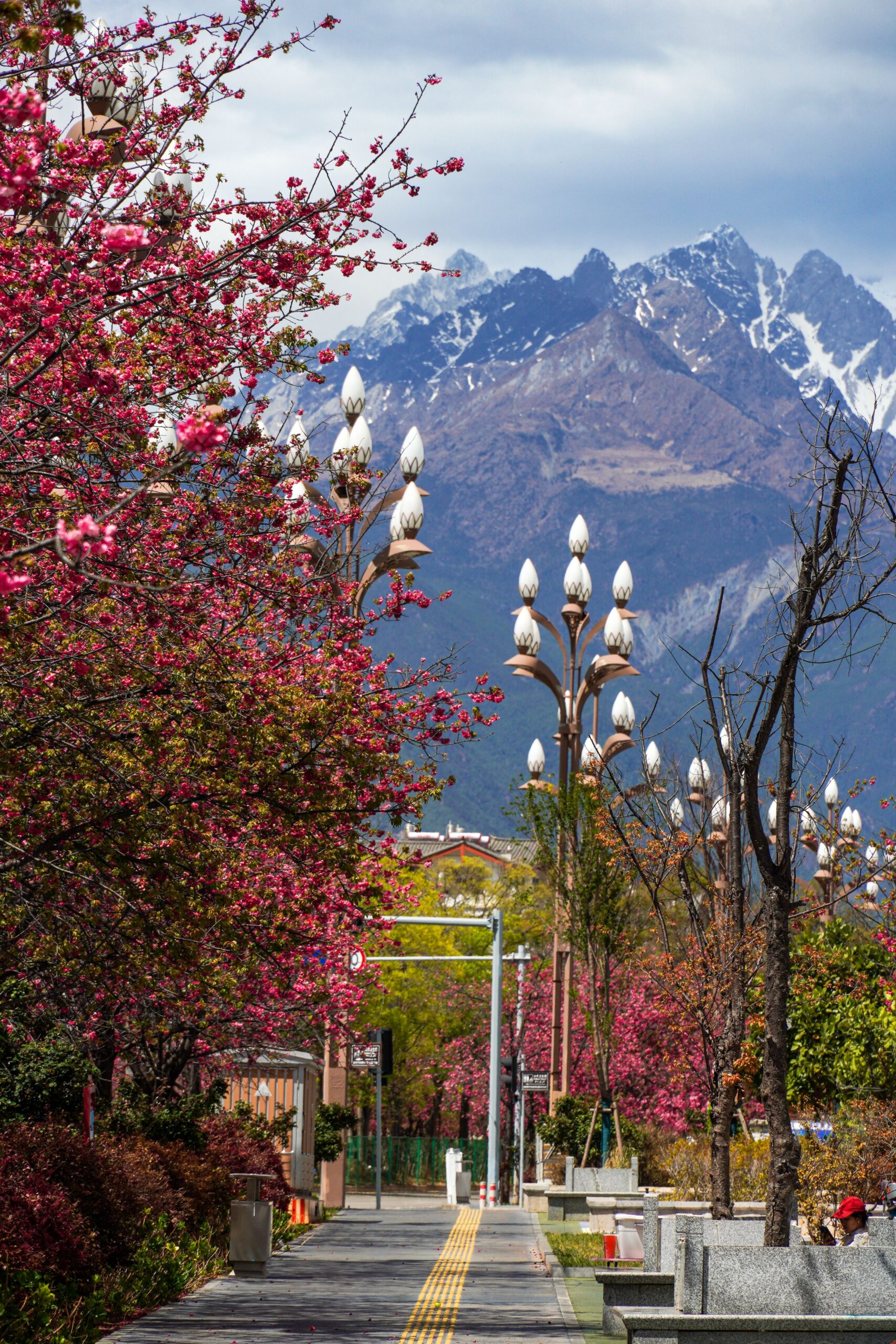 A scenic sidewalk in Lijiang lined with vibrant pink flowering trees and decorative street lamps, leading toward the majestic, snow-capped peaks of the mountains in the background.